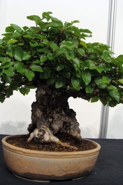 Drzewka bonsai są kształtowane tak, aby jak najlepiej...