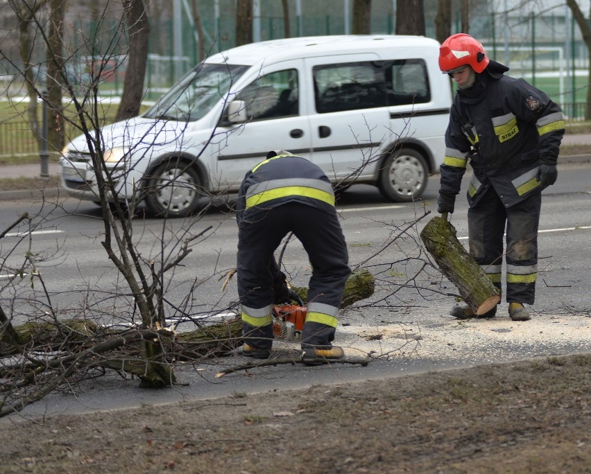 Wypadek na Alei Zwycięstwa w Gdańsku. Drzewo spadło na samochód [ZDJĘCIA]