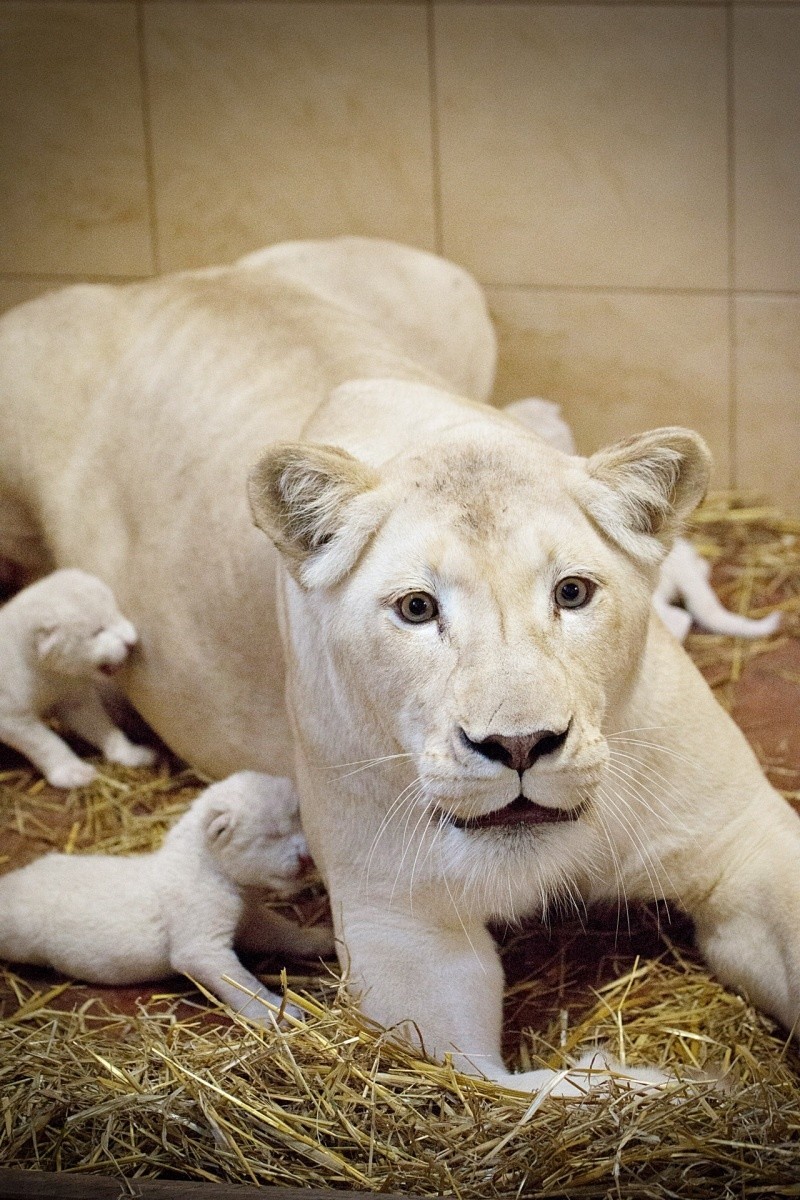 Trzy białe lwy urodziły się w Zoo Safari w Borysewie [ZDJĘCIA]