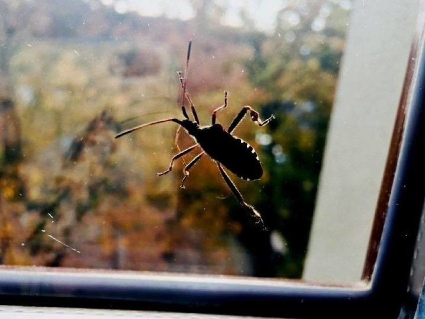 Śmierdzący owad wciska się do domów i mieszkań - to wtyk...
