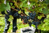 Małopolscy winiarze to prawdziwi pasjonaci, którzy dbają o tradycję. Powstaje pierwsza enoturystyczna mapa 