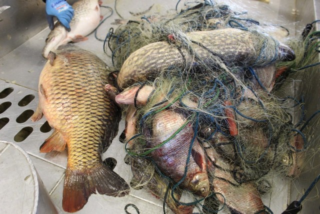 Niektóre z ryb, które wpadły w kłusowniczą sieć miały nawet 9 kilogramów wagi.