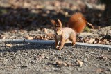 Park Fusińskiego w Sosnowcu ma być gotowy w ciągu najbliższych tygodni. Wykonawca powoli kończy prace