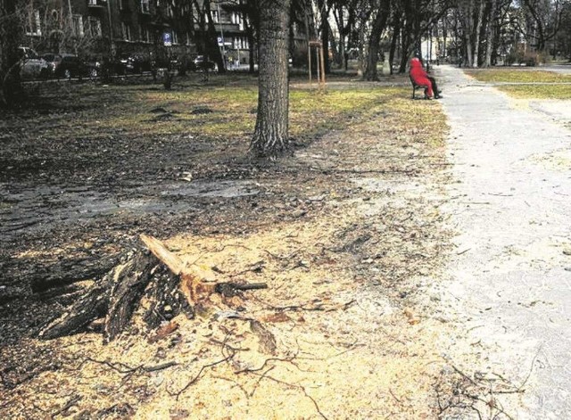 W parku Krakowskim zakończono już prace związane z usuwaniem drzew ze względów zdrowotnych i kompozycyjnych