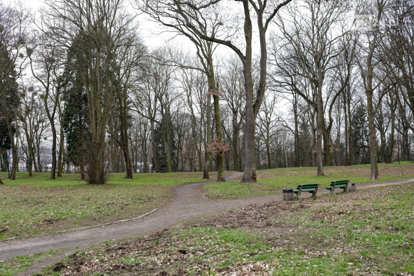 Kolejna masowa wycinka? Miasto planuje strefę rekreacji w parku przy ul. Hożej i uspokaja 