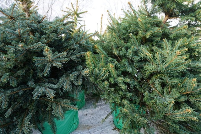 Zarząd Zieleni Miejskiej w Krakowie oraz Miejskie Przedsiębiorstwo Oczyszczania przyjmują naturalne drzewka