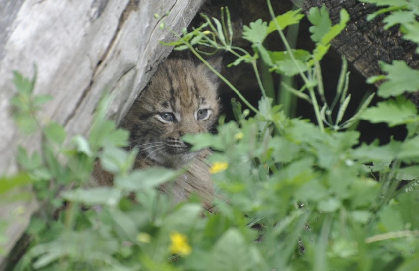 Młody ryś urodził się 28 maja w toruńskim zoo