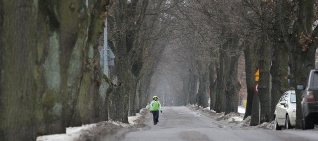 Aleja dębowa przy ul. Klonowej. 