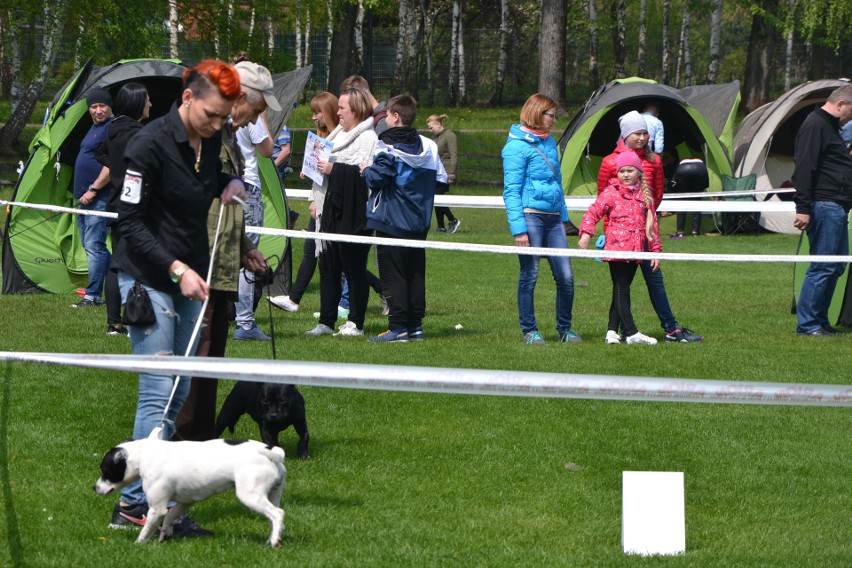 Tłumy na wystawie psów w Rybniku-Kamieniu GALERIA