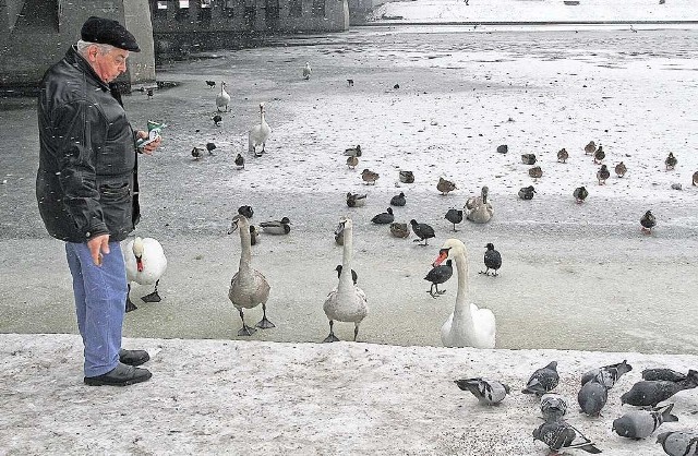 Na naszą pomoc czekają między innymi łabędzie i kaczki