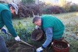 Łódź. Dziki zjadły ziemniaki i stratowały zboże w ogrodzie botanicznym