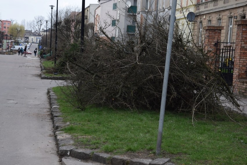 Ulica wyglądała jak po bitwie. Stare drzewa poszły pod topór [ZDJĘCIA]