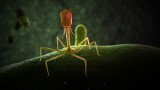 One mogą uratować ludzkość. Ekspertka: z pomocą bakteriofagów można wyeliminować bakterie Salmonelli i E. Coli