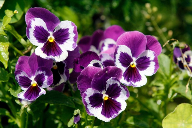 Bratki to popularne kwiaty sadzone w ogródkach, na miejskich rabatach i w skrzynkach balkonowych. Są często wykorzystywane również z racji ich mrozoodporności. Często sadzi się je na jesień i już na wiosnę szybko zaczynają kwitnąć.