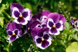 K jak krokus, ż jak żonkil... Dziesięć najpopularniejszych wiosennych kwiatów. Potrafisz je rozpoznać? ZDJĘCIA