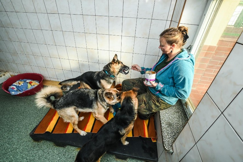 Zwierzaki ze Schroniska dla Zwierząt w Bydgoszczy wciąż...