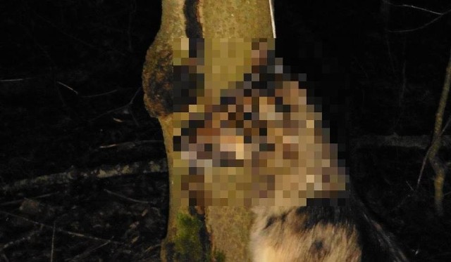 Stara Pawłówka - Malesowizna: Zwyrodnialec powiesił psa na drzewie. Właściciel wciąż jest bezkarny. Pomóż odnaleźć go policji.