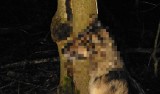 Stara Pawłówka - Malesowizna: Zwyrodnialec powiesił psa na drzewie. Właściciel wciąż jest bezkarny. Pomóż odnaleźć go policji