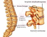 Stres odbiera kręgosłupowi siłę i elastyczność