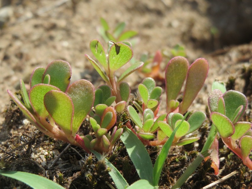 Portulaka...