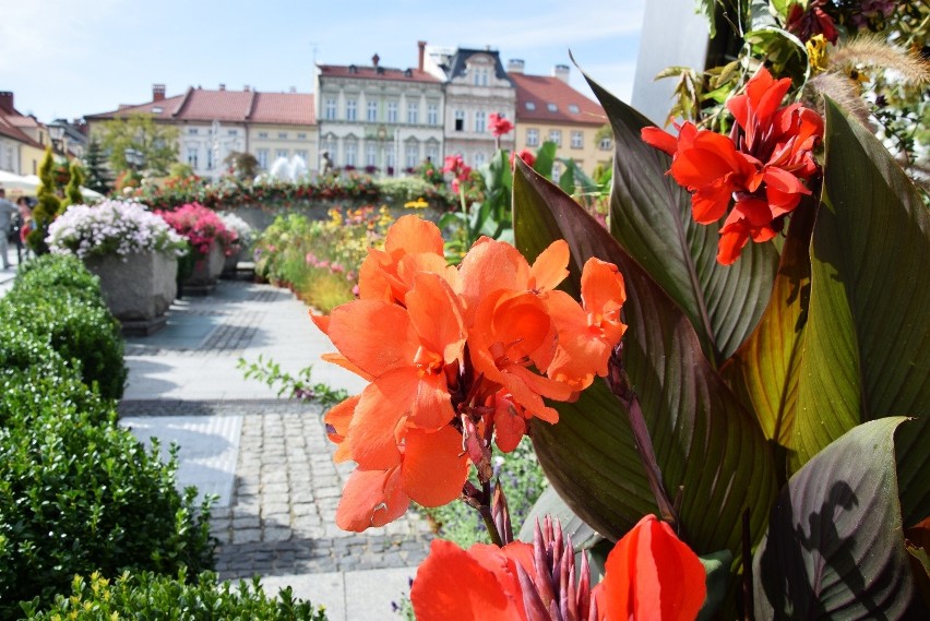 Rynek w Bielsku-Białej tonie w kwiatach. Wygląda...