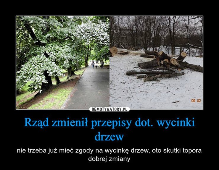 "Polska w trocinach". Internauci reagują na rzeź drzew