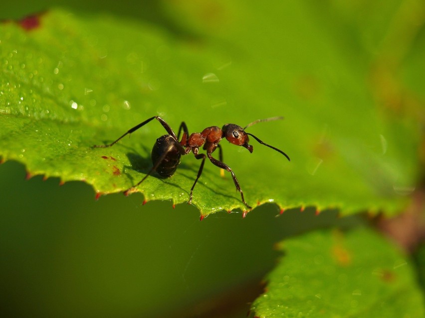 ... Lawendy nie lubią m.in. mrówki, które nie są z kolei...