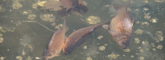 Mroźna zima zabiła część ryb w fosie przy Pałacu Branickich
