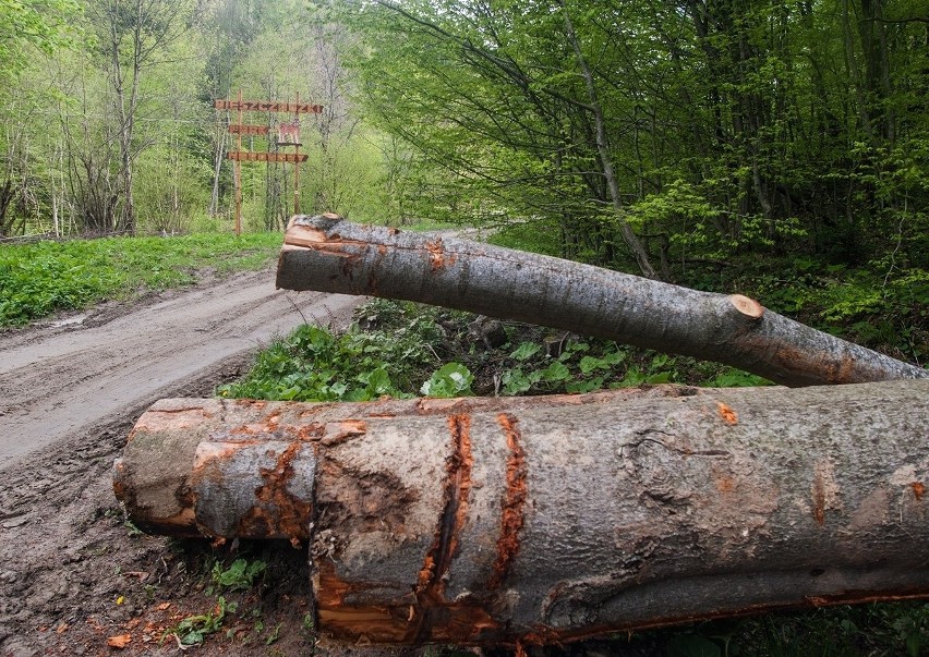 Inicjatywa Dzikie Karpaty alarmuje o dewastacyjnej wycince lasu przy granicy z Bieszczadzkim Parkiem Narodowym. Leśnicy odpierają zarzuty