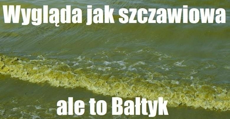 Memy o Bałtyku i turystach nad polskim morzem idealnie wpisują się w Dzień Ochrony Bałtyku oraz Światowy Dzień Wody. Zobacz!