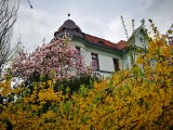 Cieszyn: magnolie kwitną w kwietniu. Jest tu szlak magnolii, a Cieszyn to teraz najpiękniejsze miasto w Polsce CIESZYN MAGNOLIE 2018