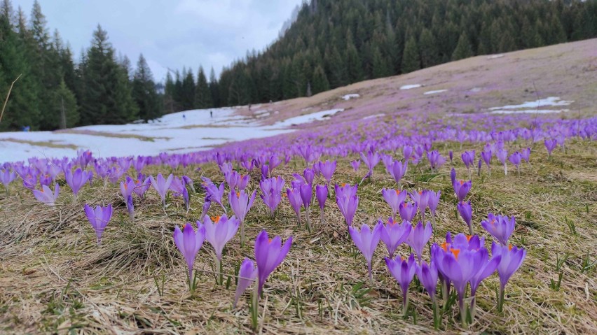 Krokus na Polanie Kalatówki w Tatrach