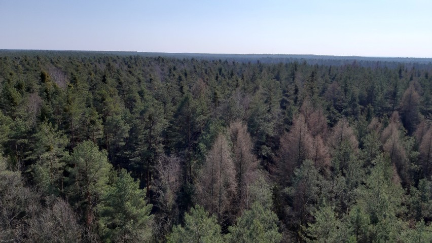Tułowickie lasy mają ponad 17 tys. ha powierzchni, a nad ich...