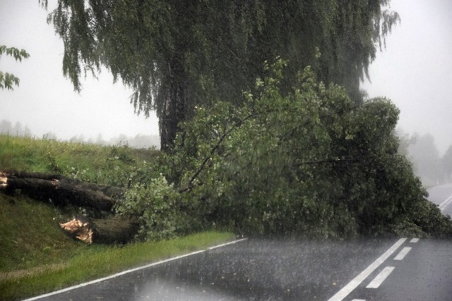 Ulewny deszcz znowu nawiedził Miastko i okolice. Do tego wystąpił porywisty wiatr, który m.in. przewrócił drzewo na drogę krajową nr 20 niedaleko miejscowości Zadry. Drzewo z jezdni usunęli strażacy. Przez kilkanaście minut intensywne opady wraz z wiatrem uniemożliwiały jazdę kierowcom, którzy stawali, aby przeczekać tak niekorzystne warunki. Woda ponownie zalała m.in. ul. Kowalską, Szewską i Długą w Miastku oraz podmyła pobocza w kilku miejscach drogi krajowej nr 20. (ang)