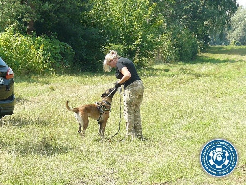 Animal Rescue Polska prowadzi poszukiwania pytona tygrysiego...