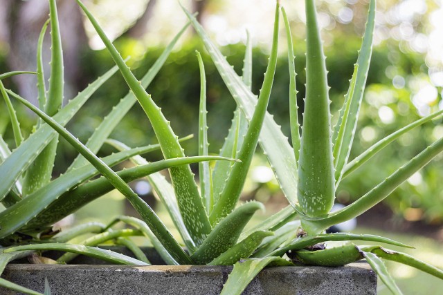 Aloes to popularny przedstawiciel roślin gruboszowatych, które magazynują wodę w liściach i w przypadku, gdy zaprzestaniemy podlewania, skorzystają z tego zapasu