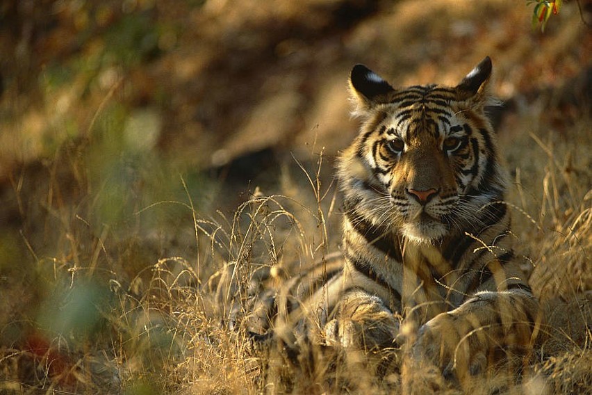 Tygrys (Panthera tigris) Obecnie tygrysy zajmują mniej niż...