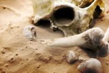 Ludzkie szczątki odnalezione na placu budowy przy ulicy Warszawskiej w Kozienicach. Sprawę bada prokuratura
