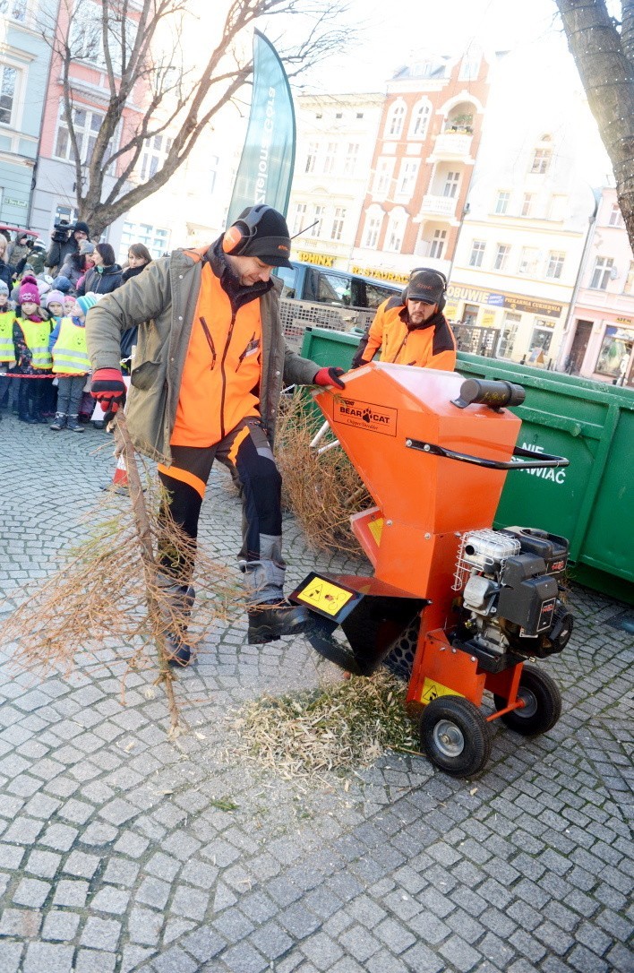 Zielonogórskie choinki będą teraz... ekologicznym opałem! Zobaczcie, jak śmieci stają się paliwem.To  pierwsza taka akcja [ZDJĘCIA, WIDEO]