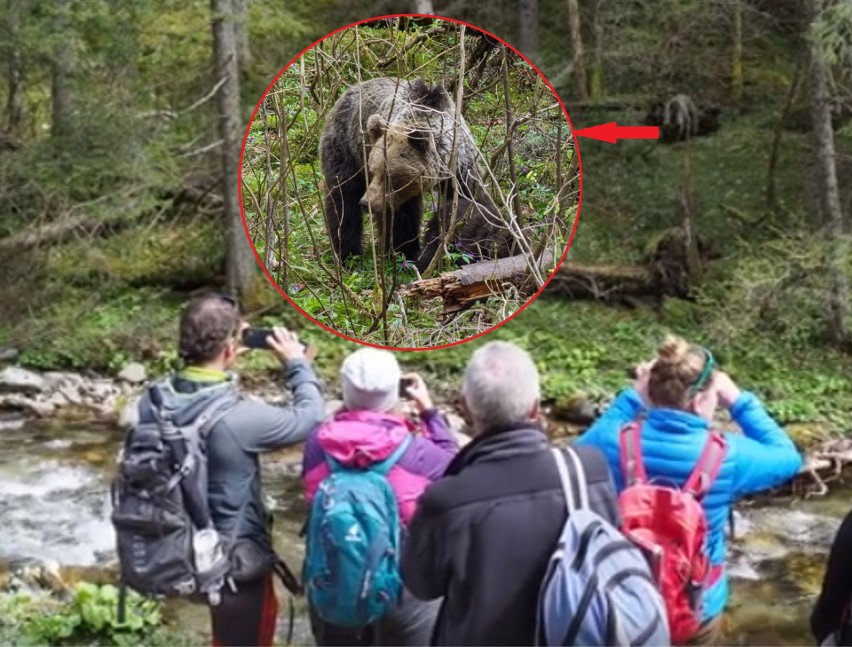 Tatry: Turyści oko w oko z niedźwiedziami! Zaczęli robić im zdjęcia. Co było dalej?