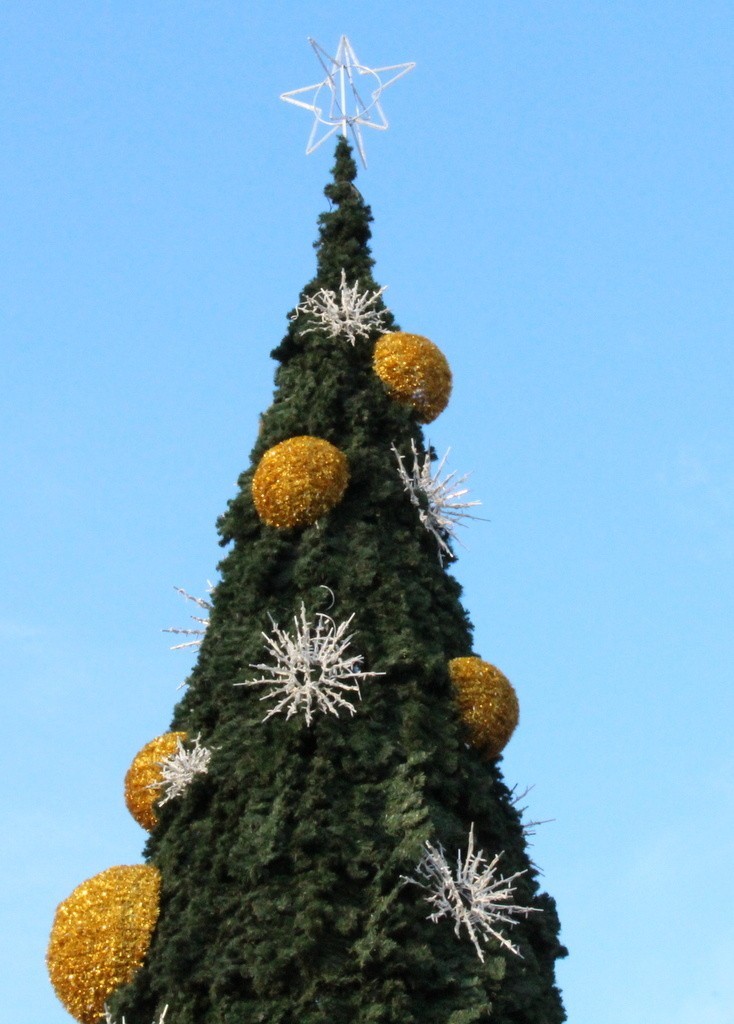 Nowa świąteczna choinka stoi już na placu Wolności