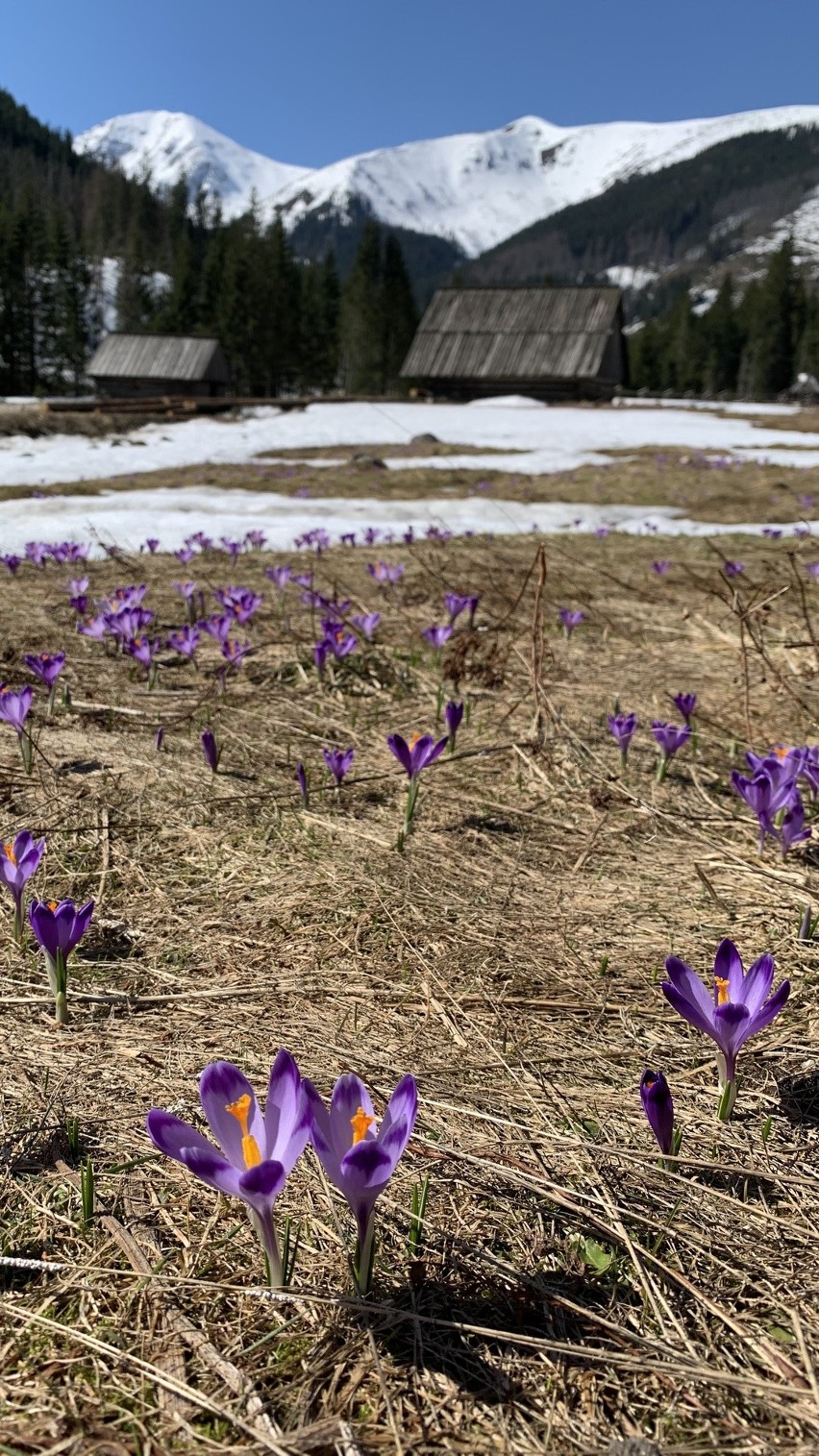 Tatry. Dolina Chochołowska jest pełna krokusów. Zobaczcie, co nas omija w tym roku [19.04]