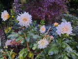 Dalia to królowa ogrodu. Jak sadzić i pielęgnować, by pięknie kwitły późnym latem. Kalendarium ogrodnika na 28 sierpnia
