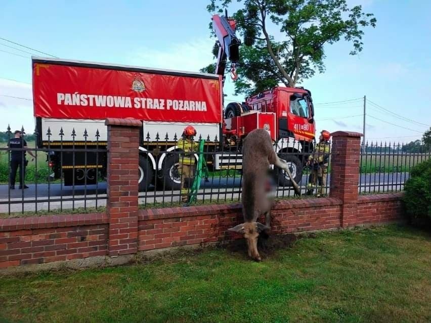 Łoś próbował przeskoczyć ogrodzenie. Nie udało się - przebiły go metalowe pręty! ZDJĘCIA