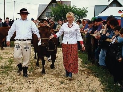 Wszystkie krowy były piękne, ale niektóre - bardziej oporne Fot. Anna Szopińska