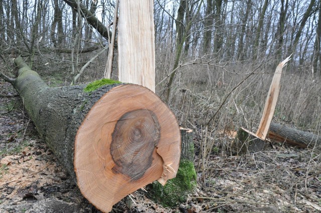 Tak minął rok 2015 w powiecie kluczborskim:Styczeń - Pod Wołczynem sprawcy wycięli kolejne drzewa. Są zuchwali i bezkarni W Nowy Rok nieznani sprawcy wycięli kolejnych 20 drzew w Komorznie. To była pokazówka. Drzewa porzucili na miejscu. Na drugi dzień wrócili, żeby ściąć jeszcze jedno drzewo – rosnące na posesji ekologa Adama Ulbrycha, któremu wcześniej spalili dom i grozili mu śmiercią. Nikt ich nie złapał. Podinsp. Wojciech Augustynek, ówczesny komendant powiatowy policji w Kluczborku, mówił: - Nielegalna wycinka drzew to generalnie nie jest przestępstwo, tylko wykroczenie administracyjne.Jednak jeszcze w styczniu decyzją Komendy Wojewódzkiej Policji w Opolu została powołana grupa policjantów, która zajęła się aferą dębową w Wołczynie. Przez cały rok nie policjantom nie udało się jednak złapać sprawców wycinek, gróźb i podpaleń.Do prawdziwej serii podpaleń doszło w kolejnych miesiącach 2015 roku.