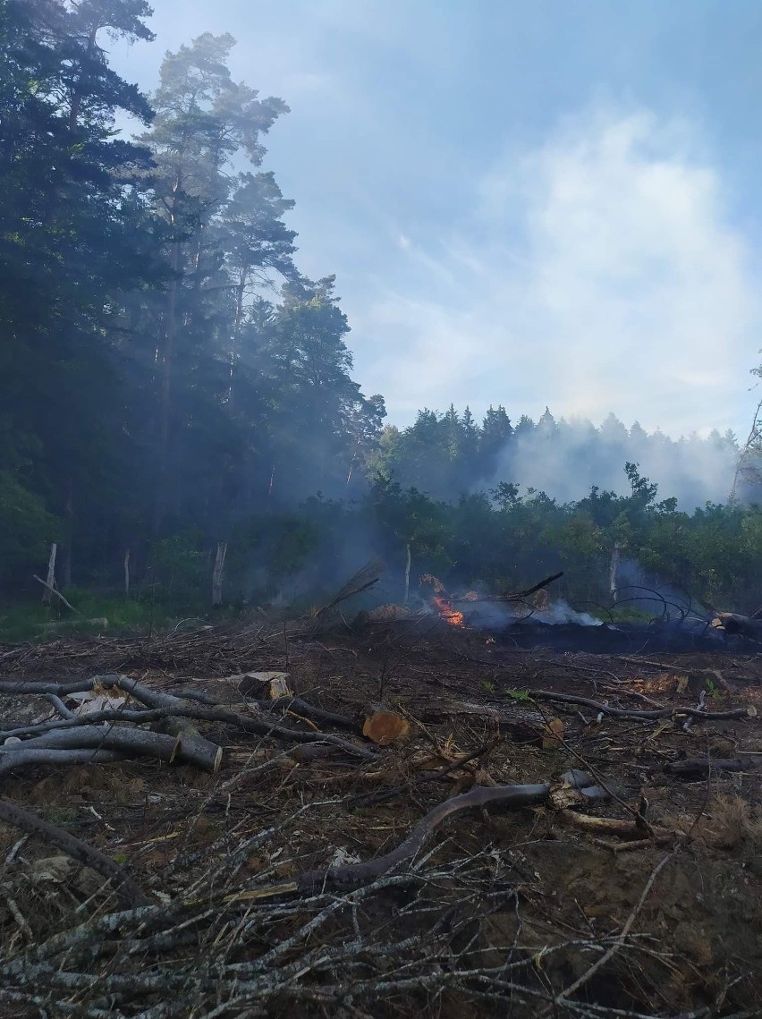 Pożar lasu pod Białogardem