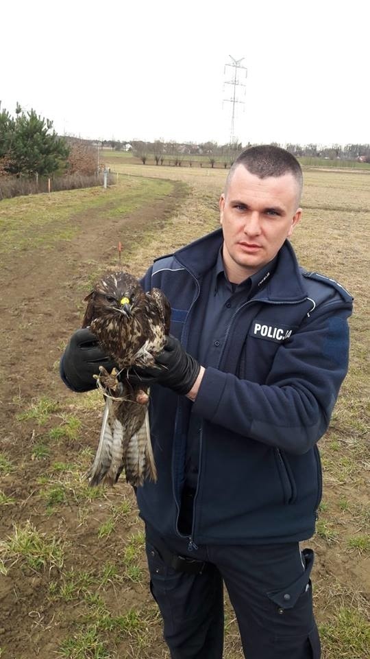 Wielka Wieś. Policjanci pomogli rannemu... drapieżcy