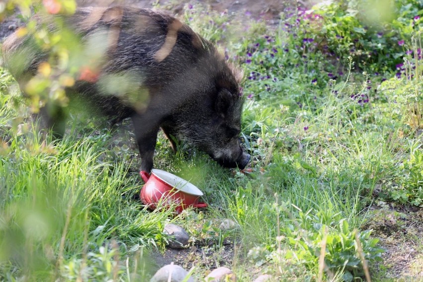 W centrum miasta dzik ukradł dzieciom pierogi. Interweniowała policja