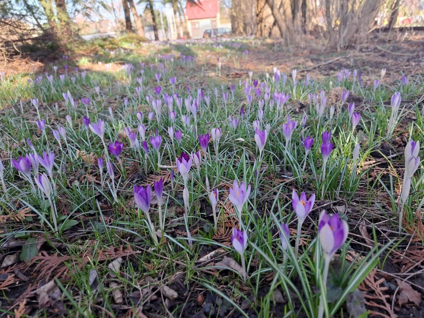 Szafran wiosenny - krokus - widomy dowód wiosny